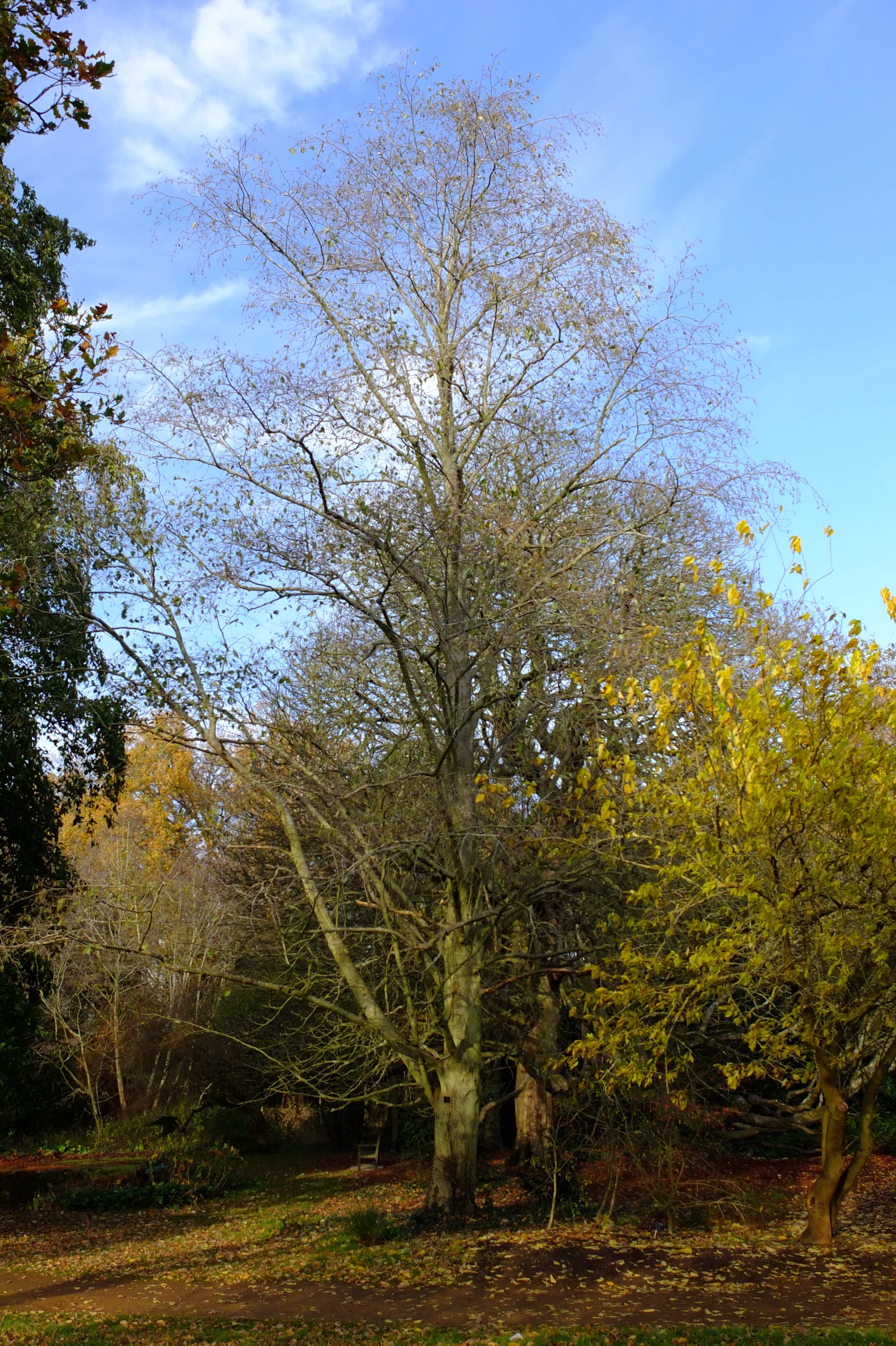 full-size image