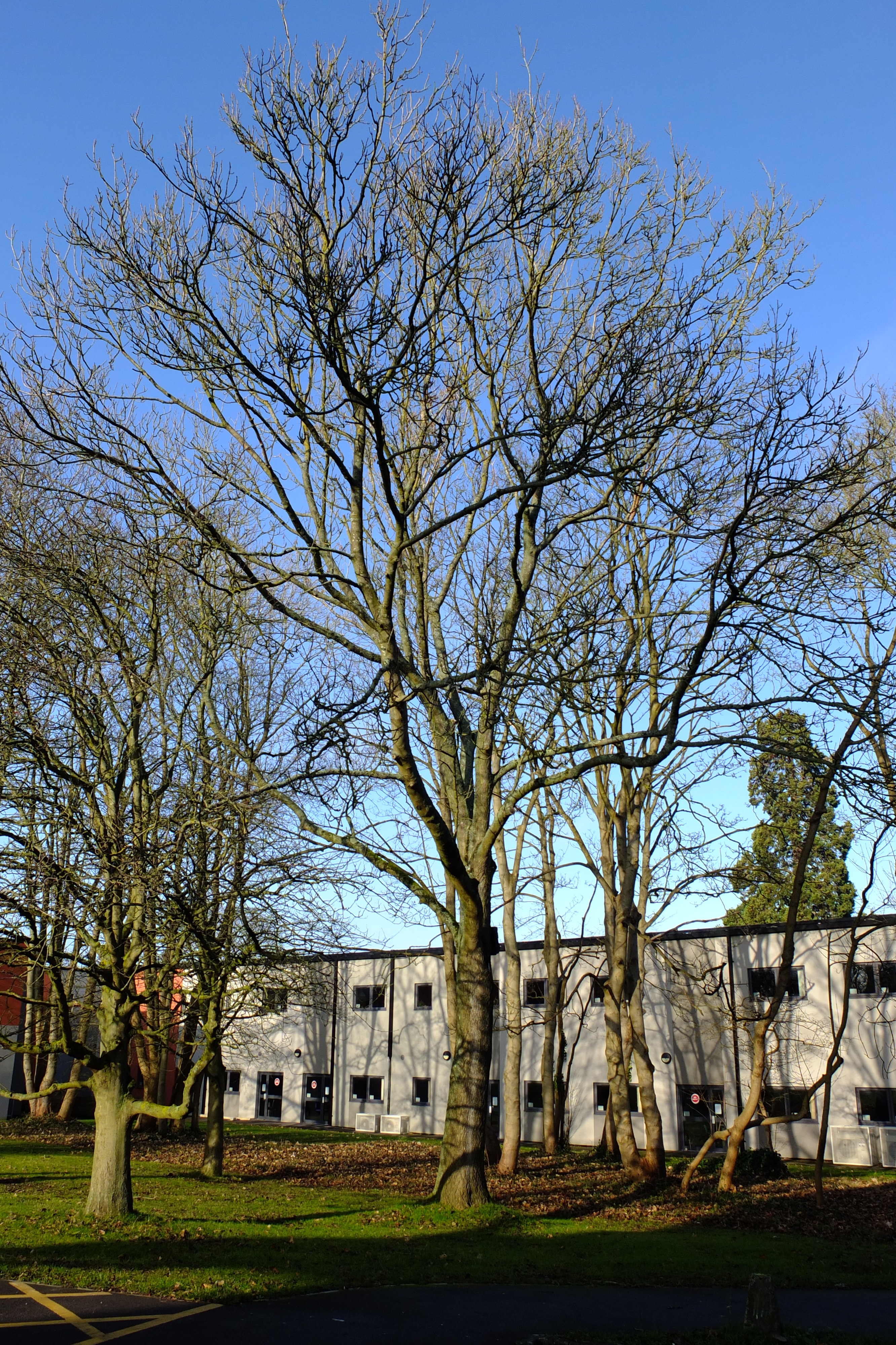 full-size image