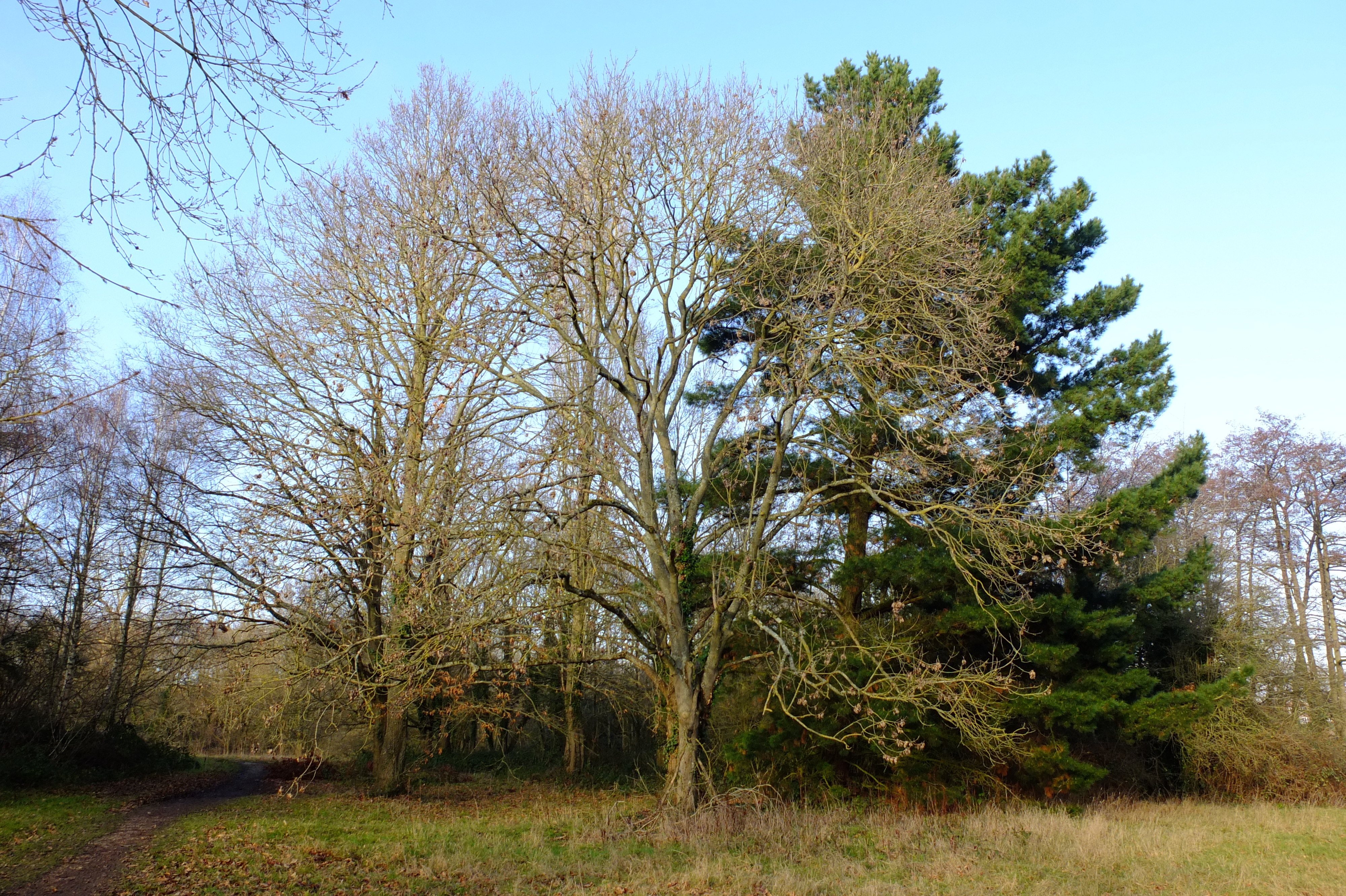 full-size image