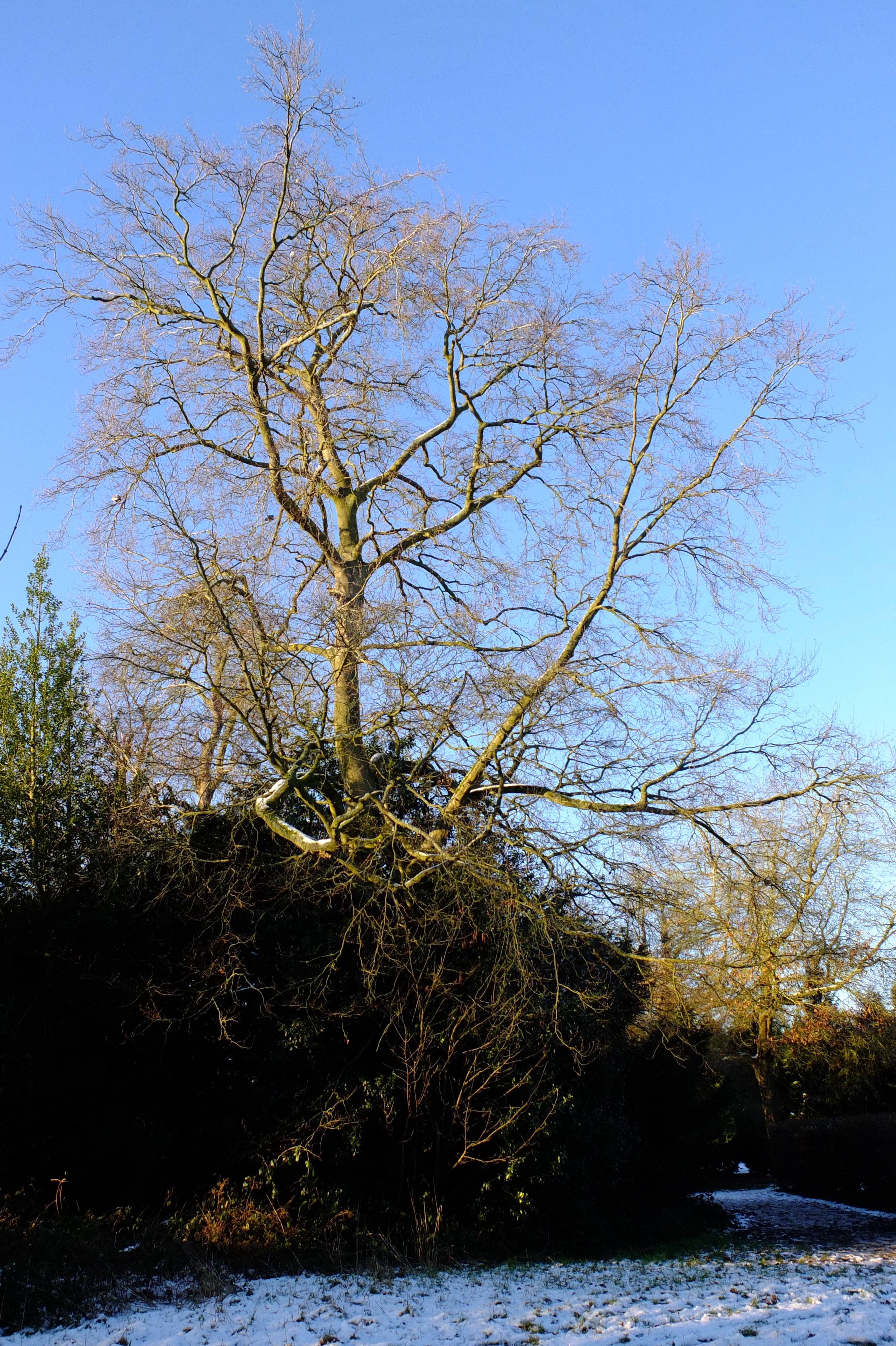 full-size image