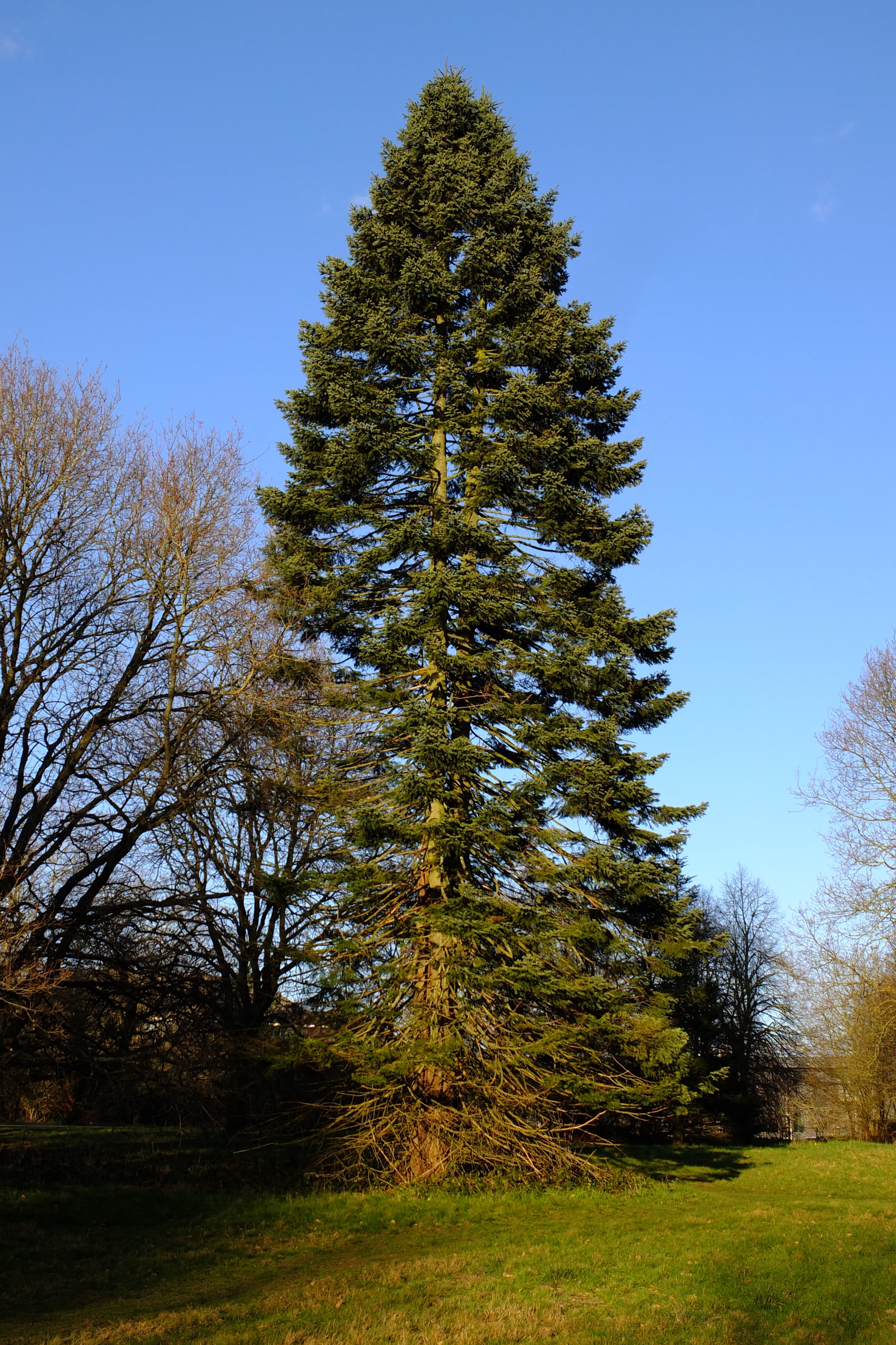 full-size image