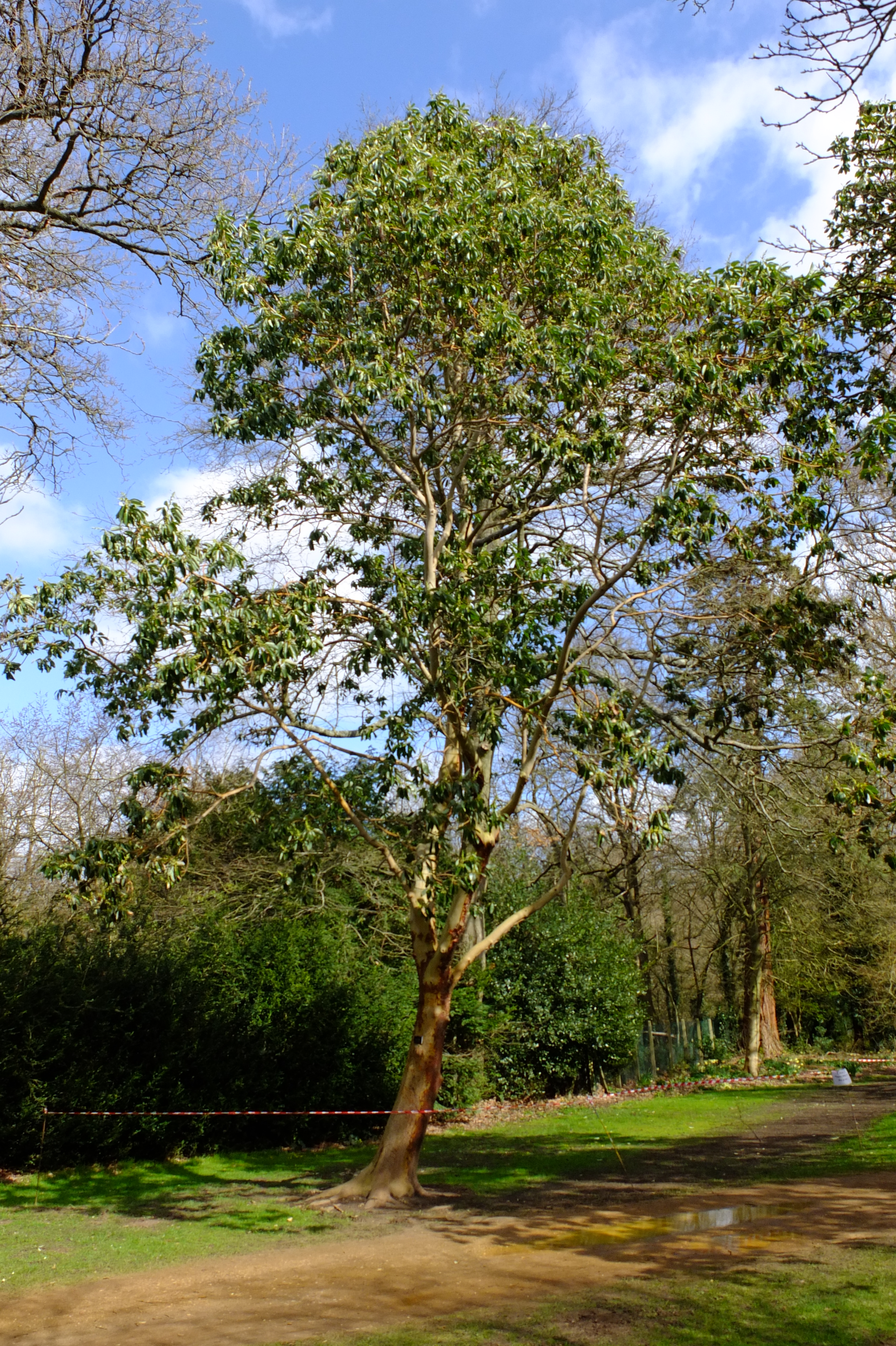 full-size image