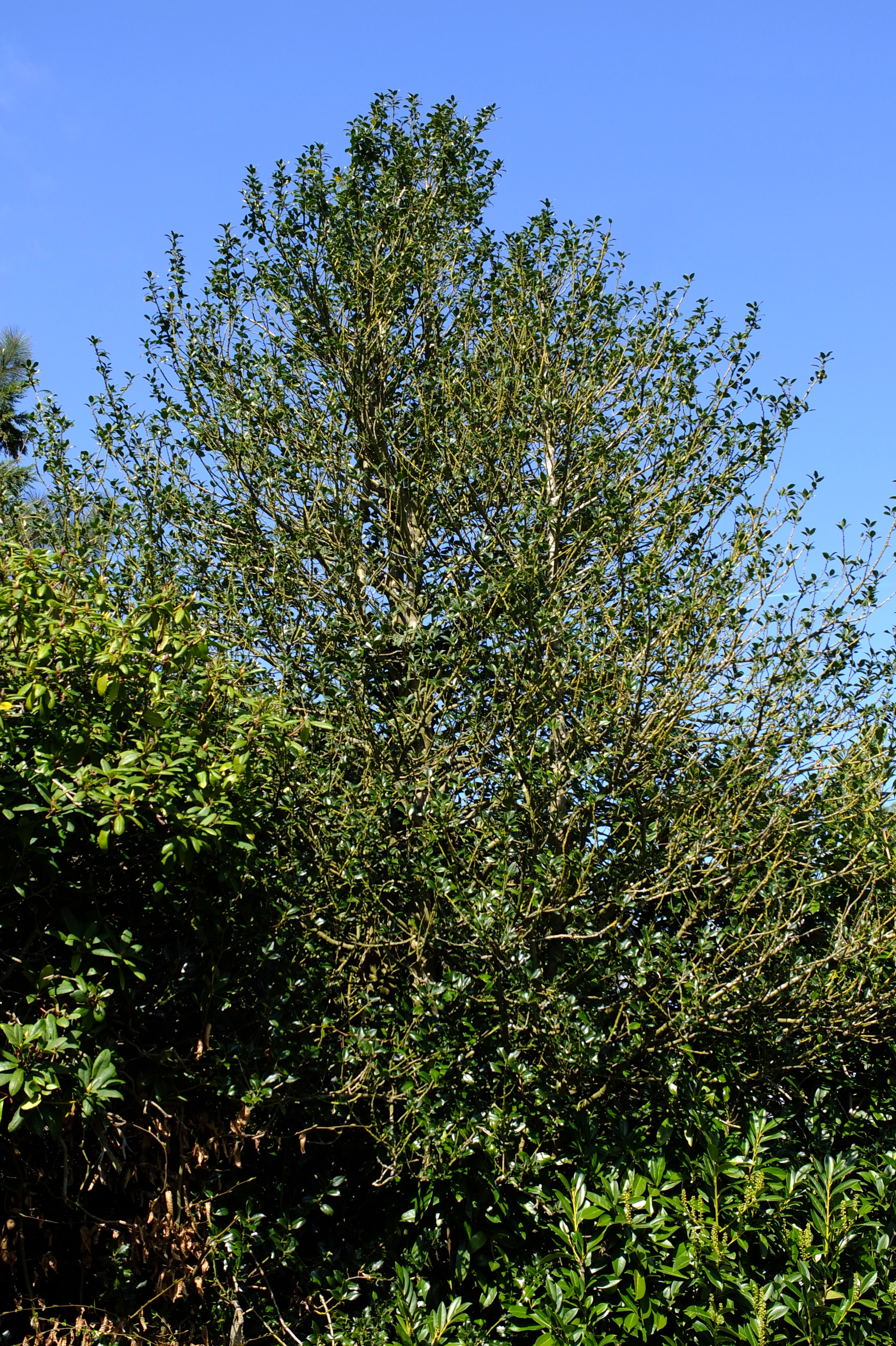 full-size image