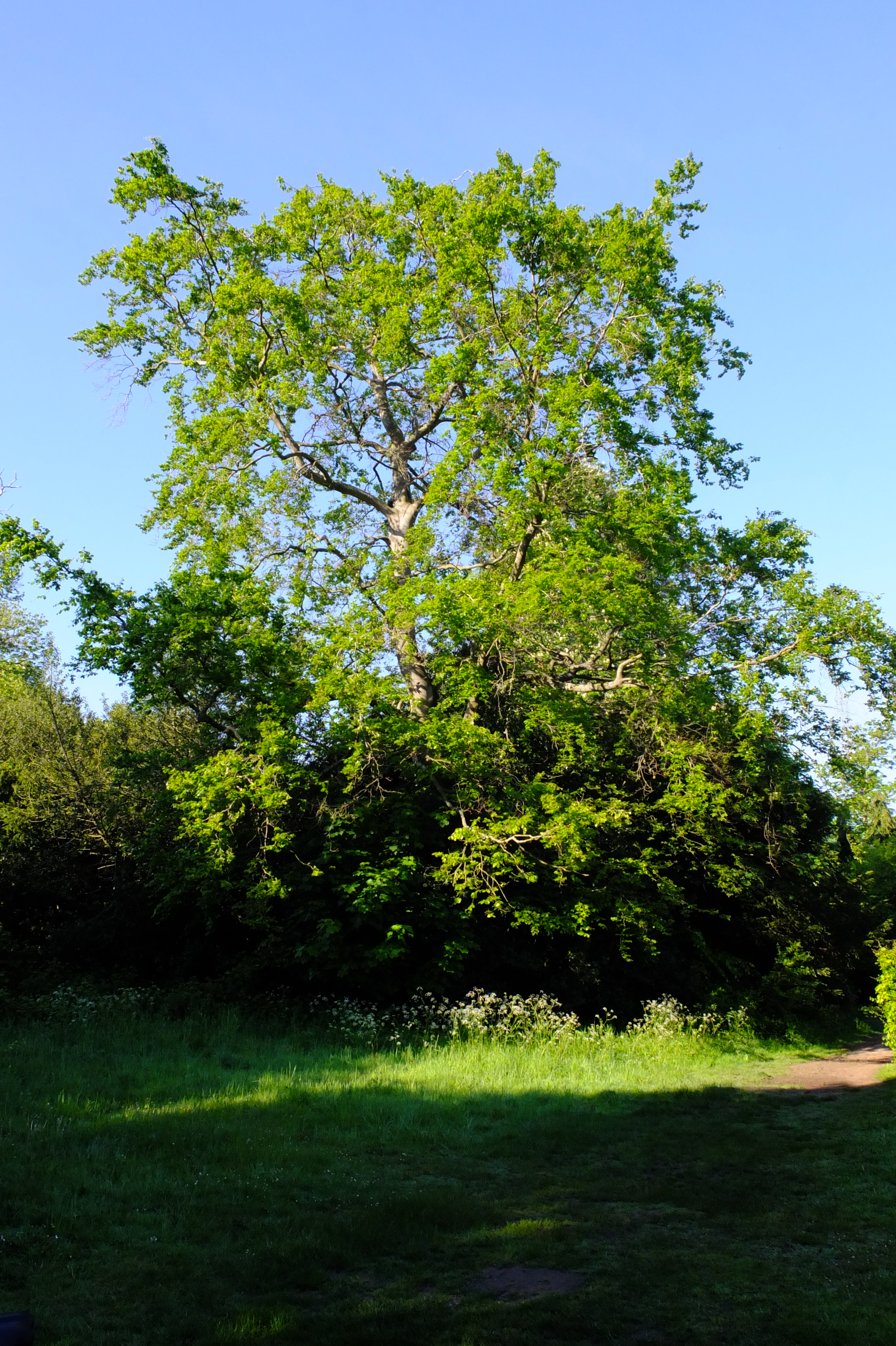 full-size image
