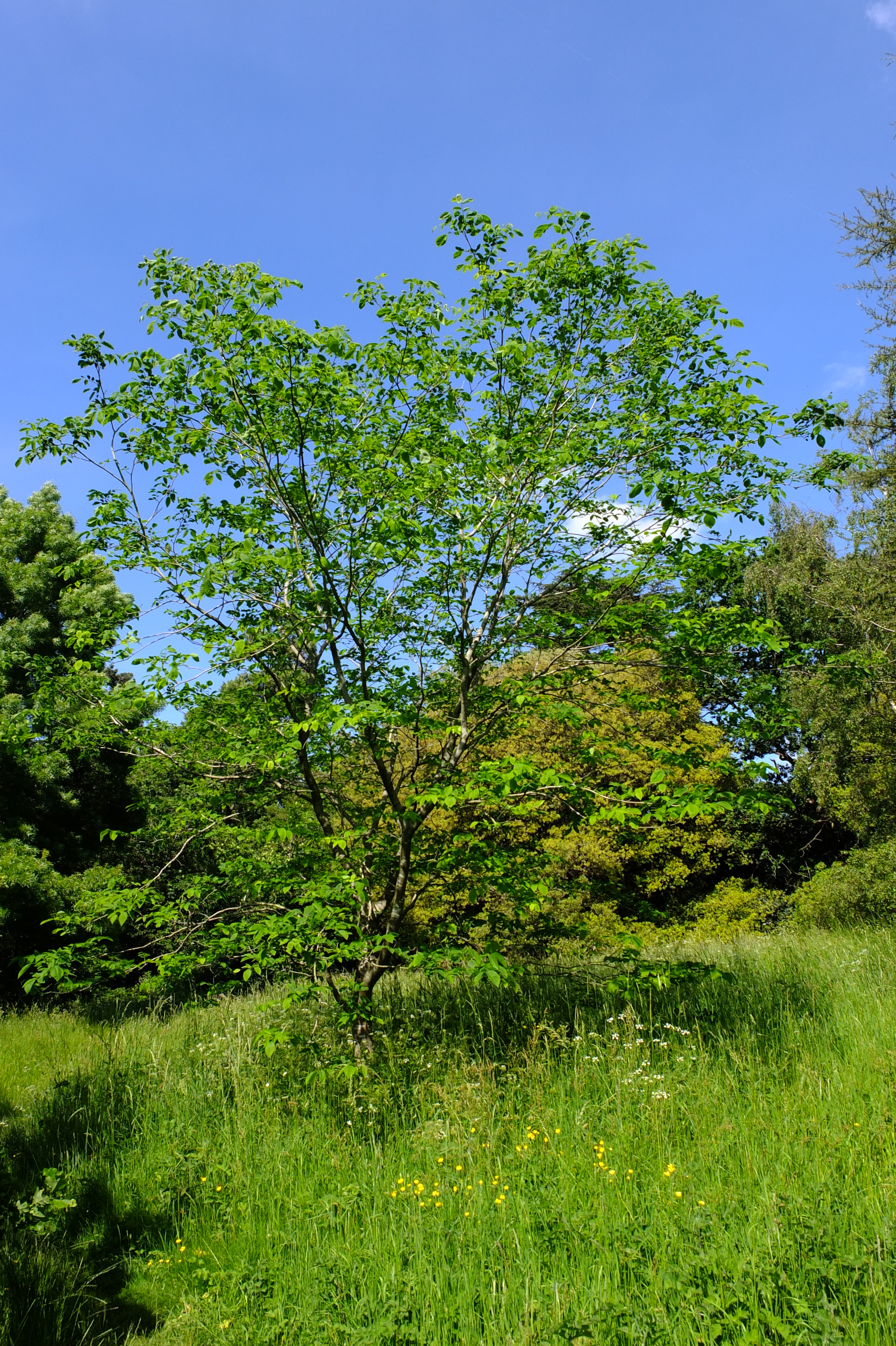 full-size image