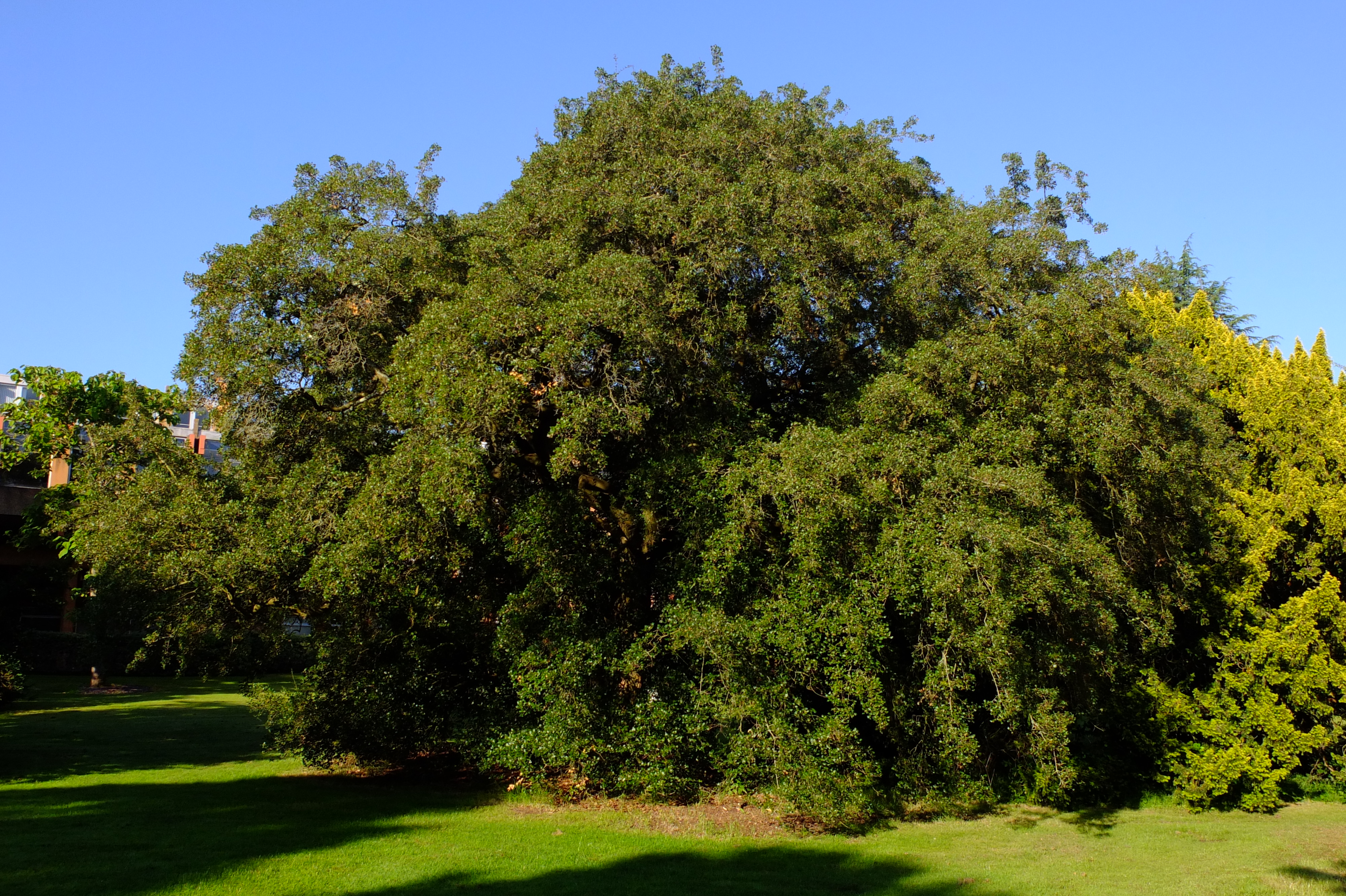 full-size image