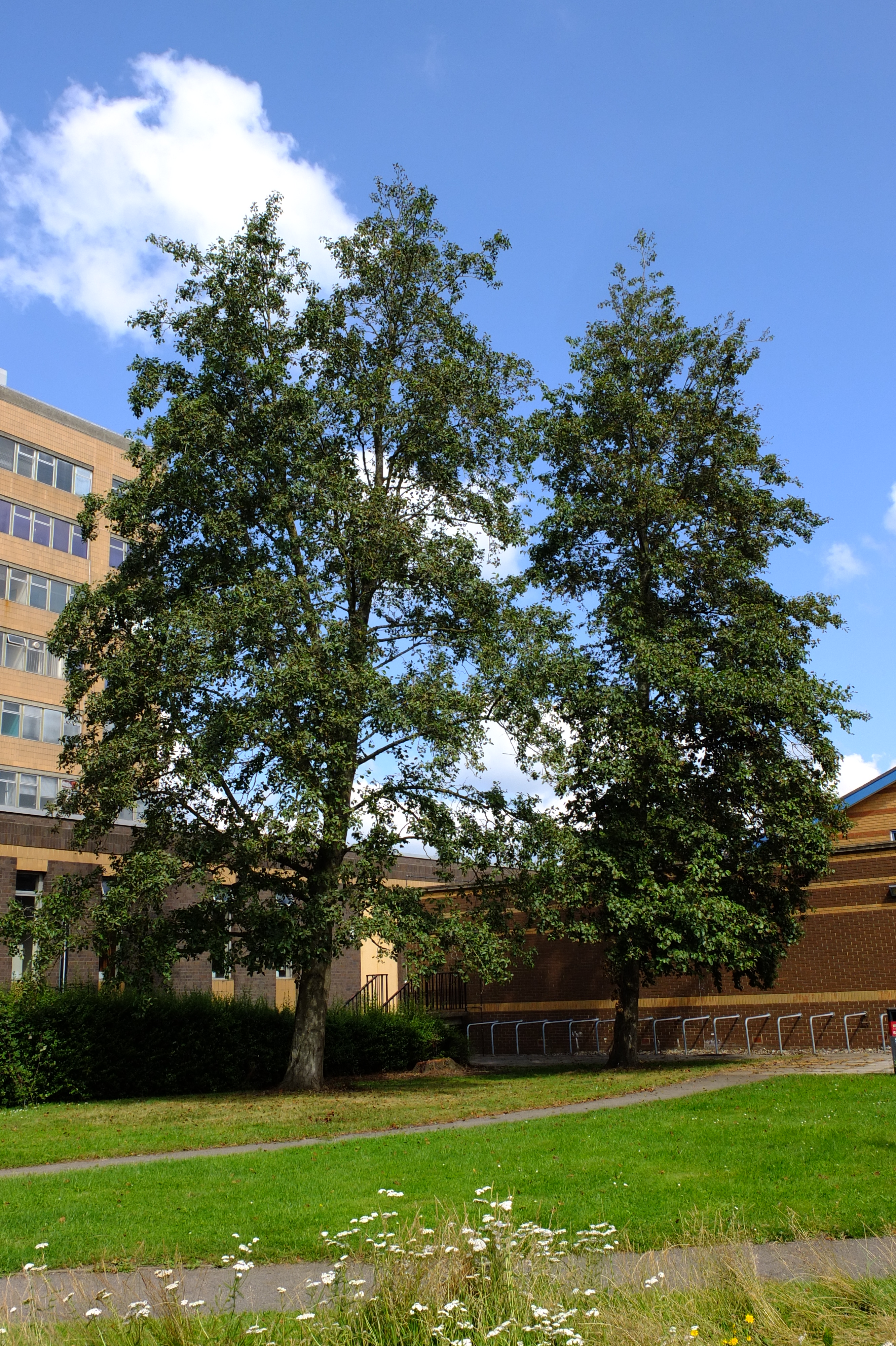 full-size image