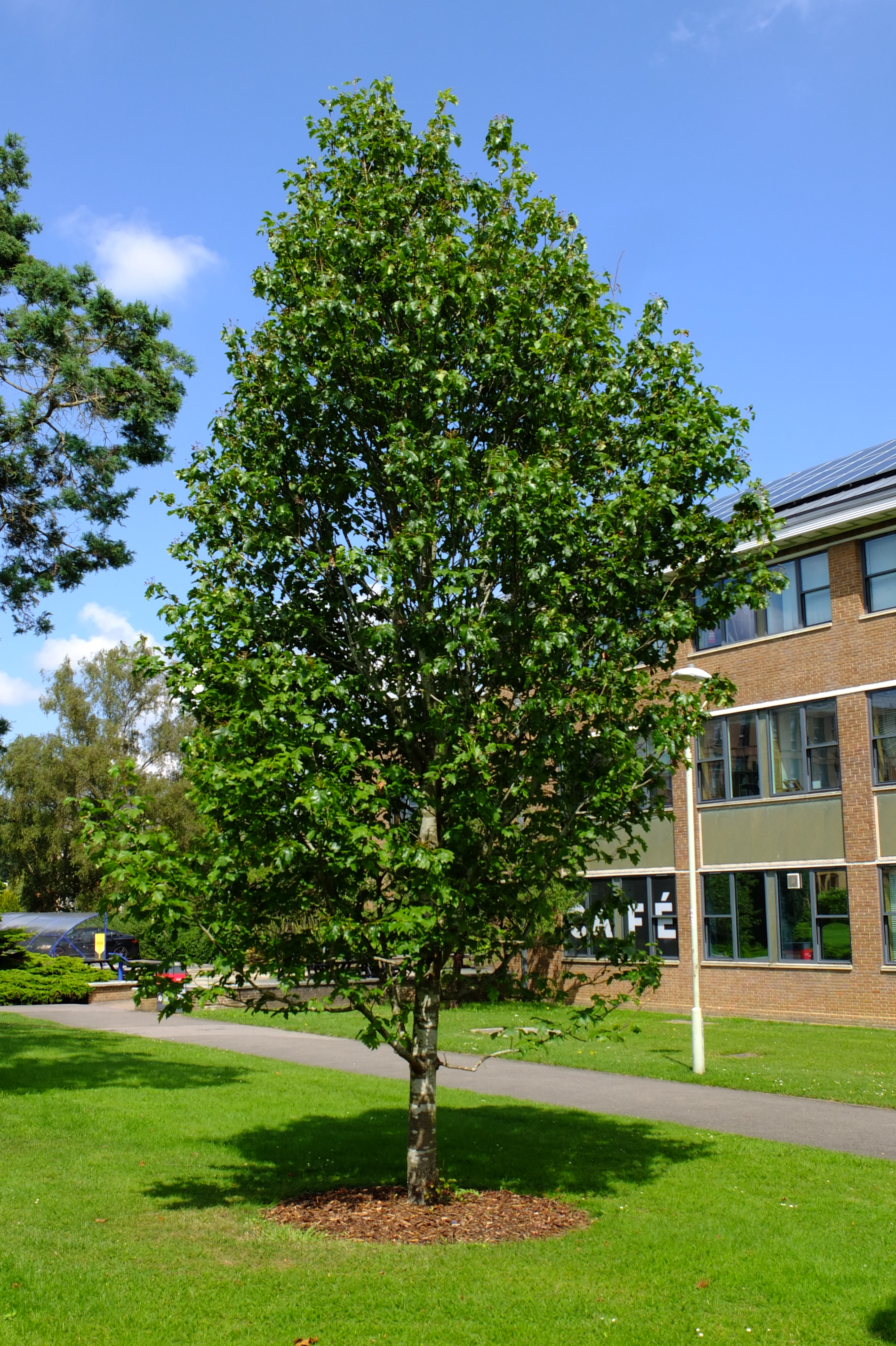 full-size image