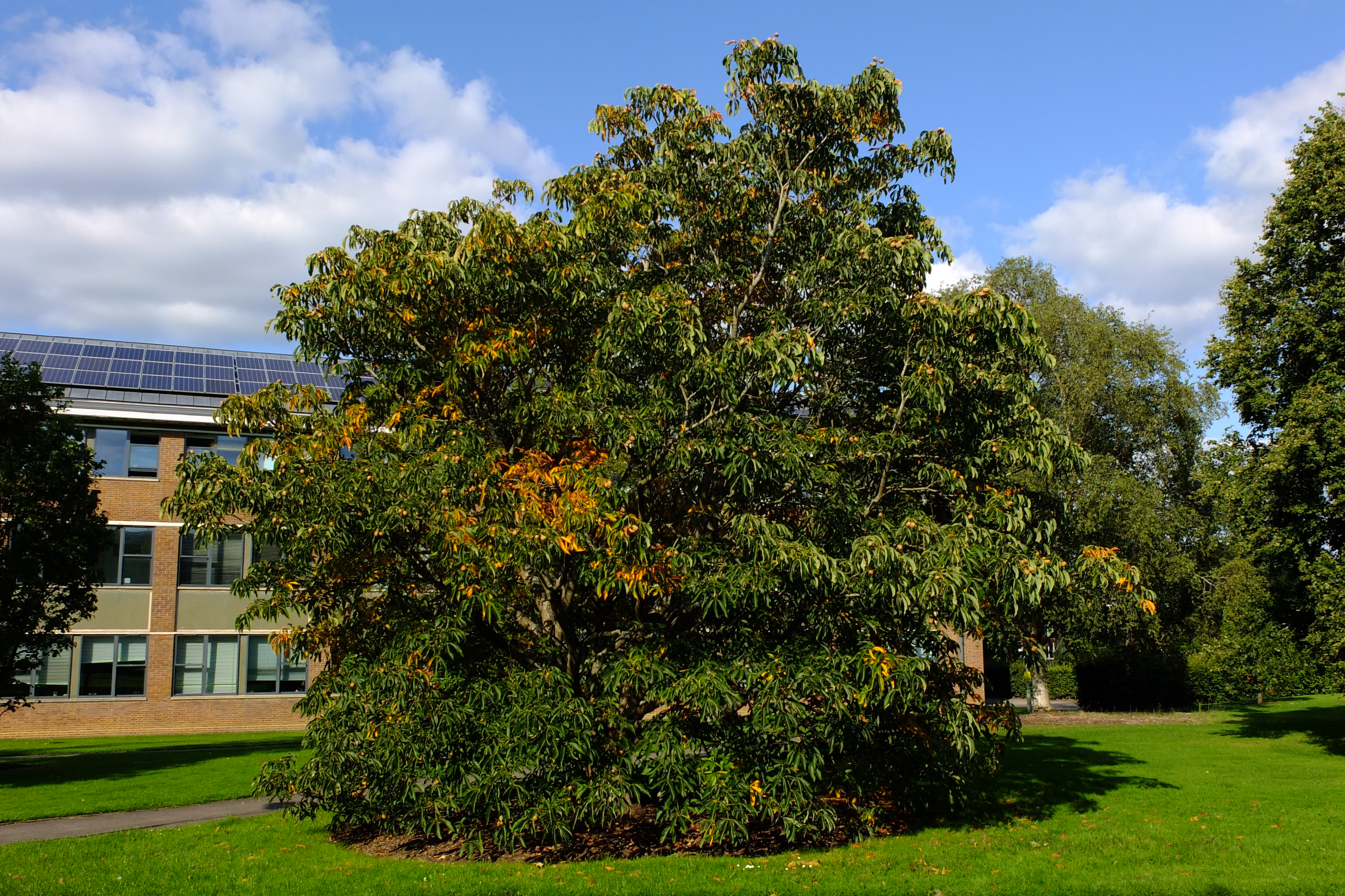 full-size image