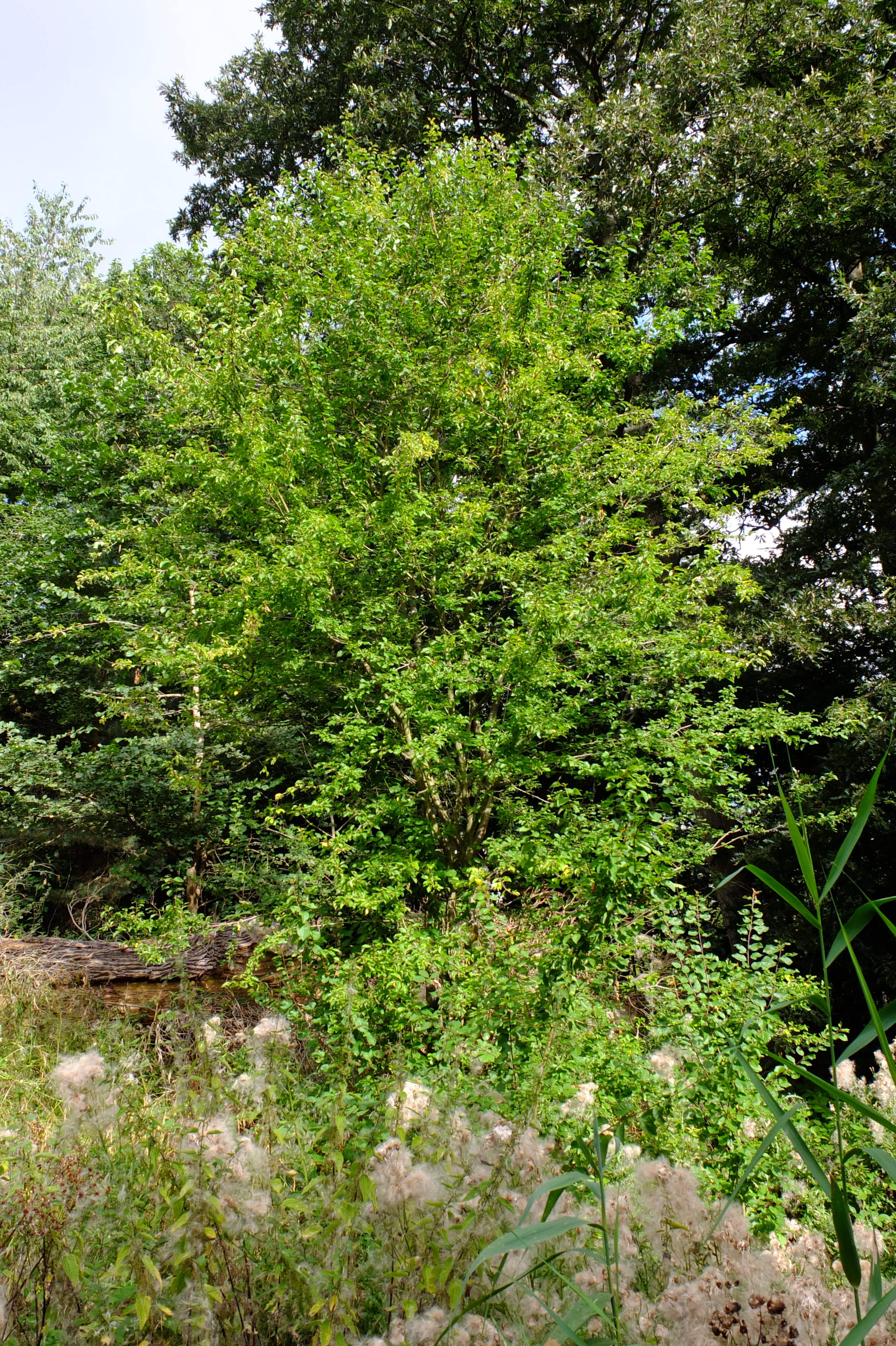 full-size image