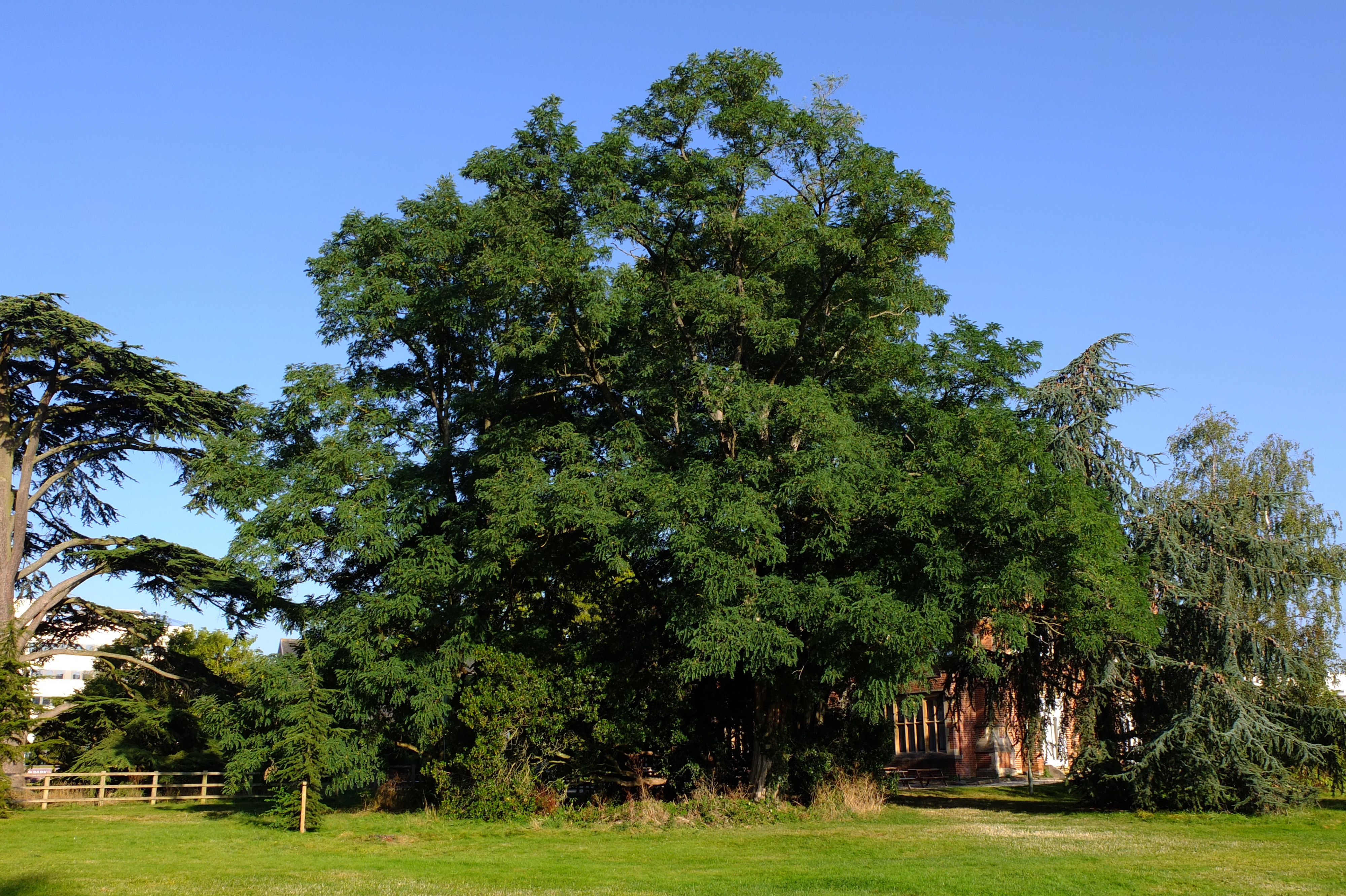 full-size image