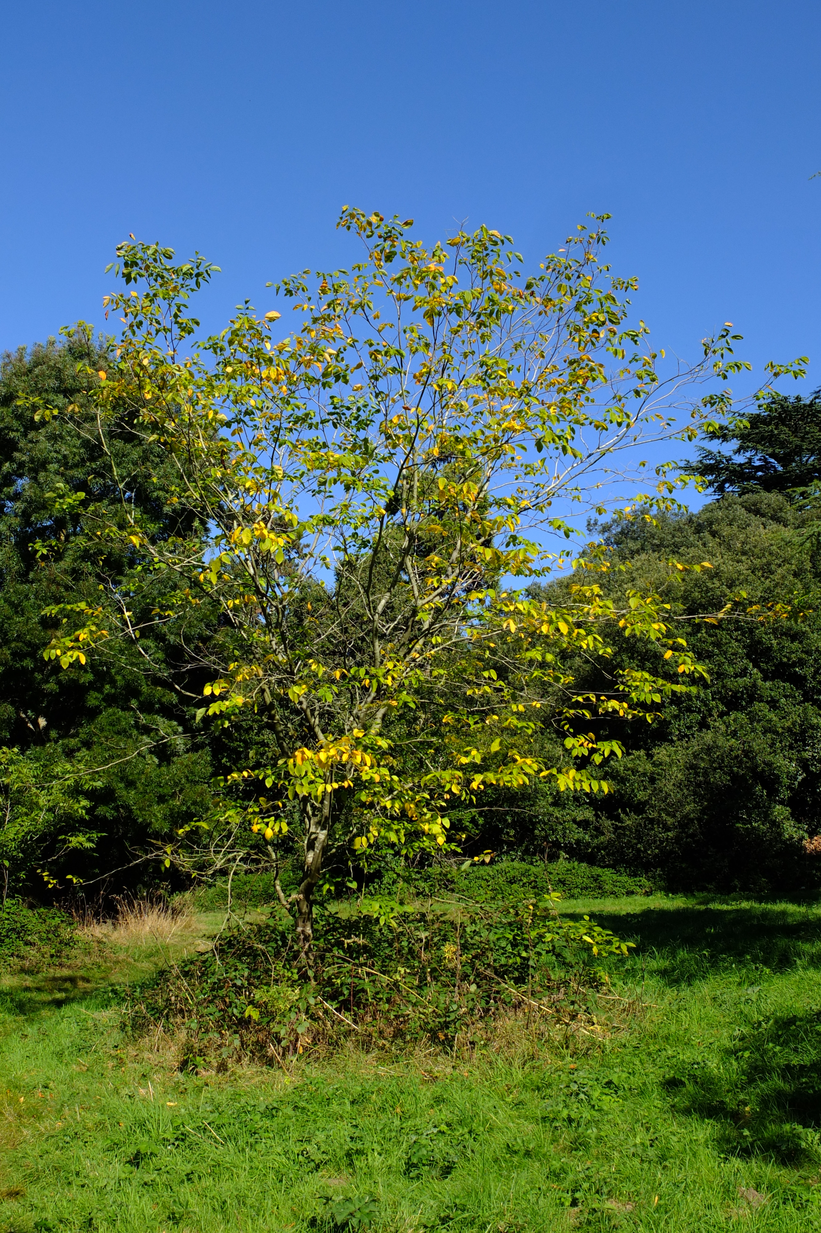 full-size image